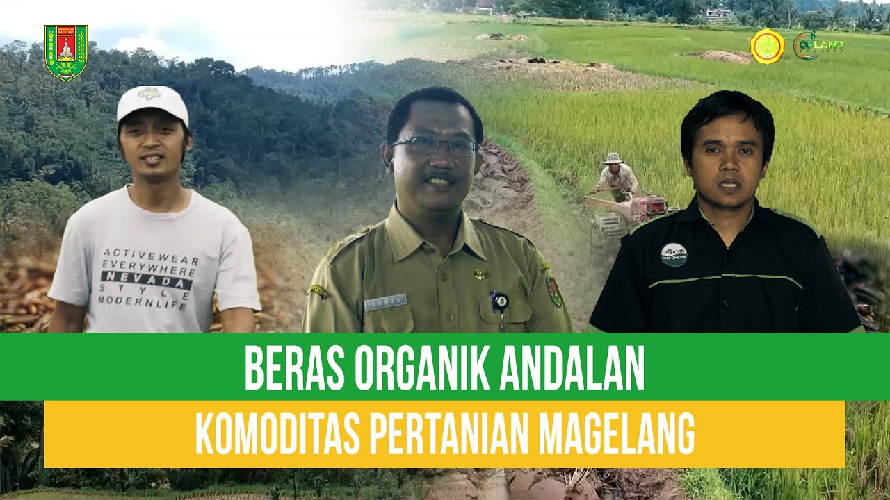 Kami Petani
Padi Organik Terbaik Padi Organik - Magelang